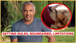 How to STOP PUPPY BITING! (Cesar911 Shorts) screenshot 3