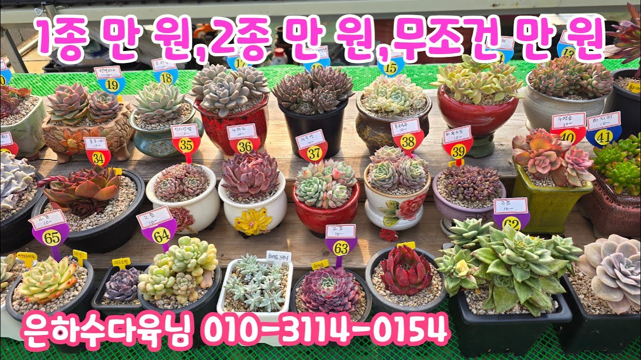 260128📍#은하수다육 파이브스타 프리마돈나금 자태양 레티지아 퀸엘리자베스 붉은여우 메비나 휴밀리스 사라히메 백로 안젤리나