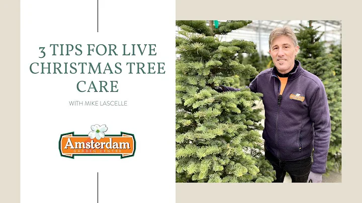 3 Tips for Live Christmas Tree Care