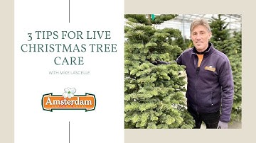 3 Tips for Live Christmas Tree Care
