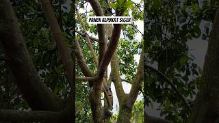 Panen 250kg #fruit #alpukatsiger  #alpukatsiger1ratupuan #alpukatgenjah #shorts #shortvideo