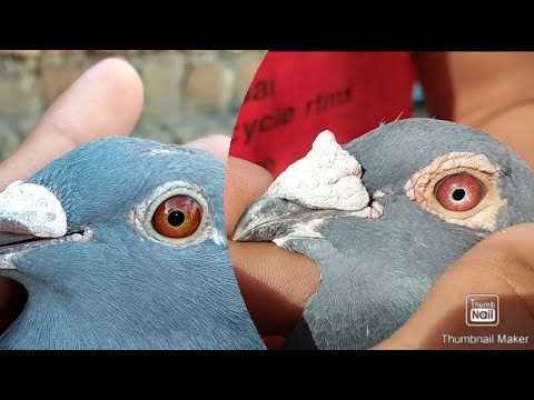 Top Performance Racer Piegon Eye Sign 2021  Racing pigeons 2021 Racing pigeons