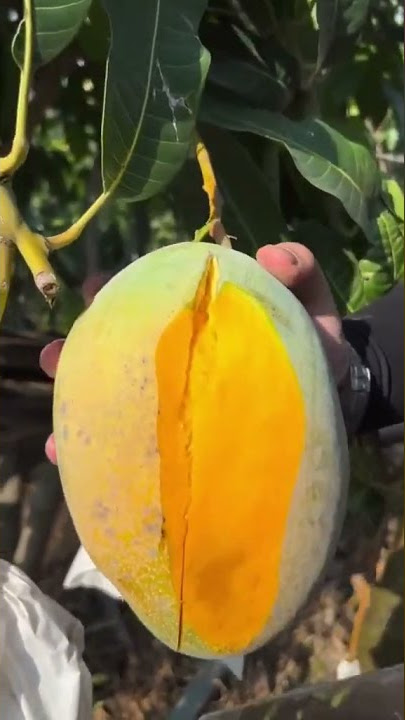 Fruit || Mango,#chouchou ,#fruit
