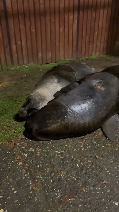 Two Sleeping Sea Lions Found on City Sidewalk at Night