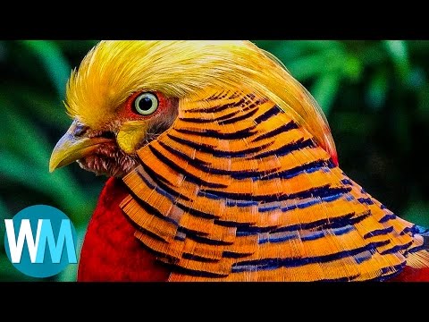 Video: 10 mest färgglada fåglar i världen
