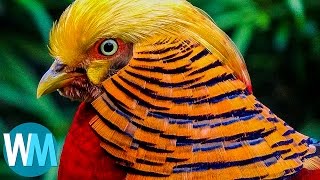 Top 10 Most Stunningly Beautiful Birds in the World screenshot 4