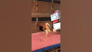 UNSTOPPABLE SERAMA CHICKEN #short #shorts #shortsfeed #shortvideo #serama #seramachicken