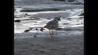 British Birds screenshot 4