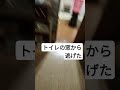 ♯猫♯ネズミ♯秋ちゃん♯トイレ