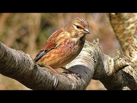 Linnet - Birds on The Garden Tree Branch