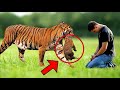 The Tigress Gave Her Cubs to This Man, Then He Did Something Unbelievable