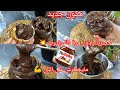 شوكولاطةالطلي صنع منزلي تقريب كيلو بدون زبدة لا حليب غبرة لا شوكولا مكون جديد