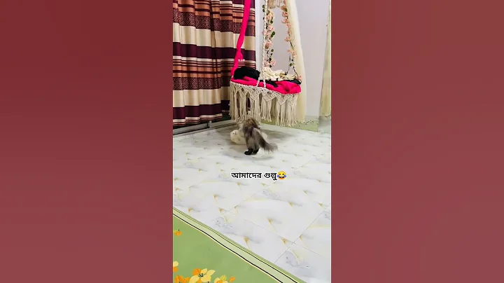 Watch the video about Beautiful Persian cat #persiancat #catshorts #catfunny #catvideos #shorts