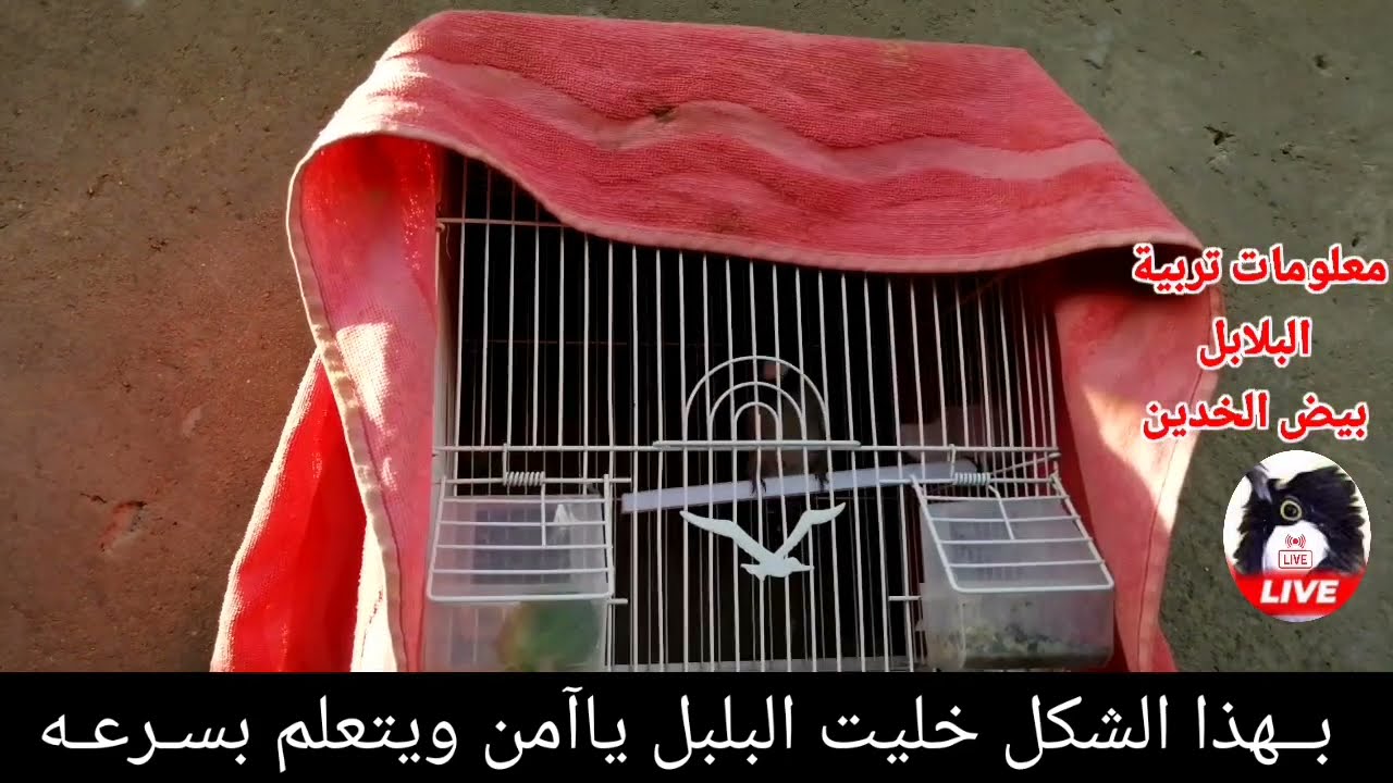 طريقة تجليس البلبل الوحشي صيد جديد وفتح لسانه