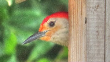 Red Bellied Woodpeckers Nesting in Nest Box