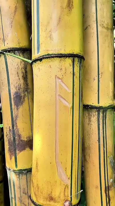Bambu kuning juga menghasilkan air yang bagus buat kesehatan #fypシ゚viral #bambukuning #shorts