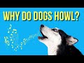 Why Do Dogs Howl? The Science Behind the Canine Behavior