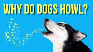 Why Do Dogs Howl? The Science Behind the Canine Behavior by Dog Breeds FAQ Channel 324 views 1 year ago 3 minutes, 53 seconds