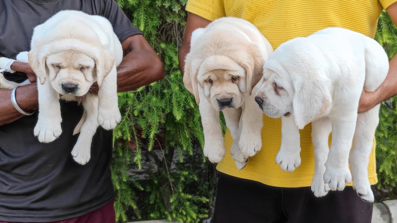 Milky White English Labrador Puppies for Sale Doggyz world Kennel