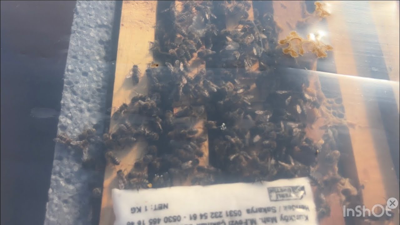 ARILARIMIZ KIŞ MODUNA GİRMİŞ