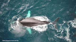 Drone footage of humpback whales, Maui