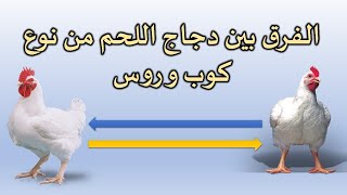 تعرف على الفرق بين أنواع دجاج اللحم - كوب - روس