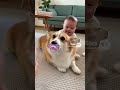 おしゃぶりを渡されたコーギー😂 The Corgi was given a pacifier😽