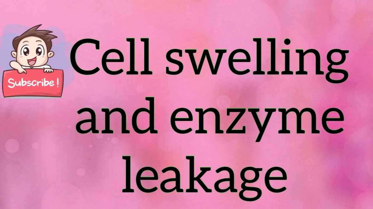Cell swelling and enzyme leakage YouTube