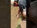 NGUREK BELUT ||| MANCING