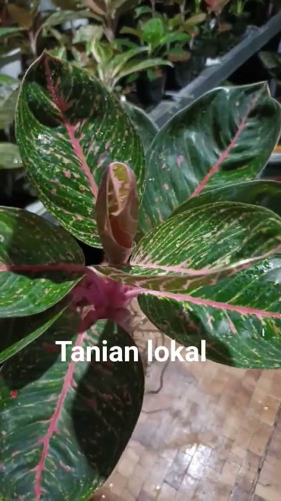 #agriculture #petani #aglonema