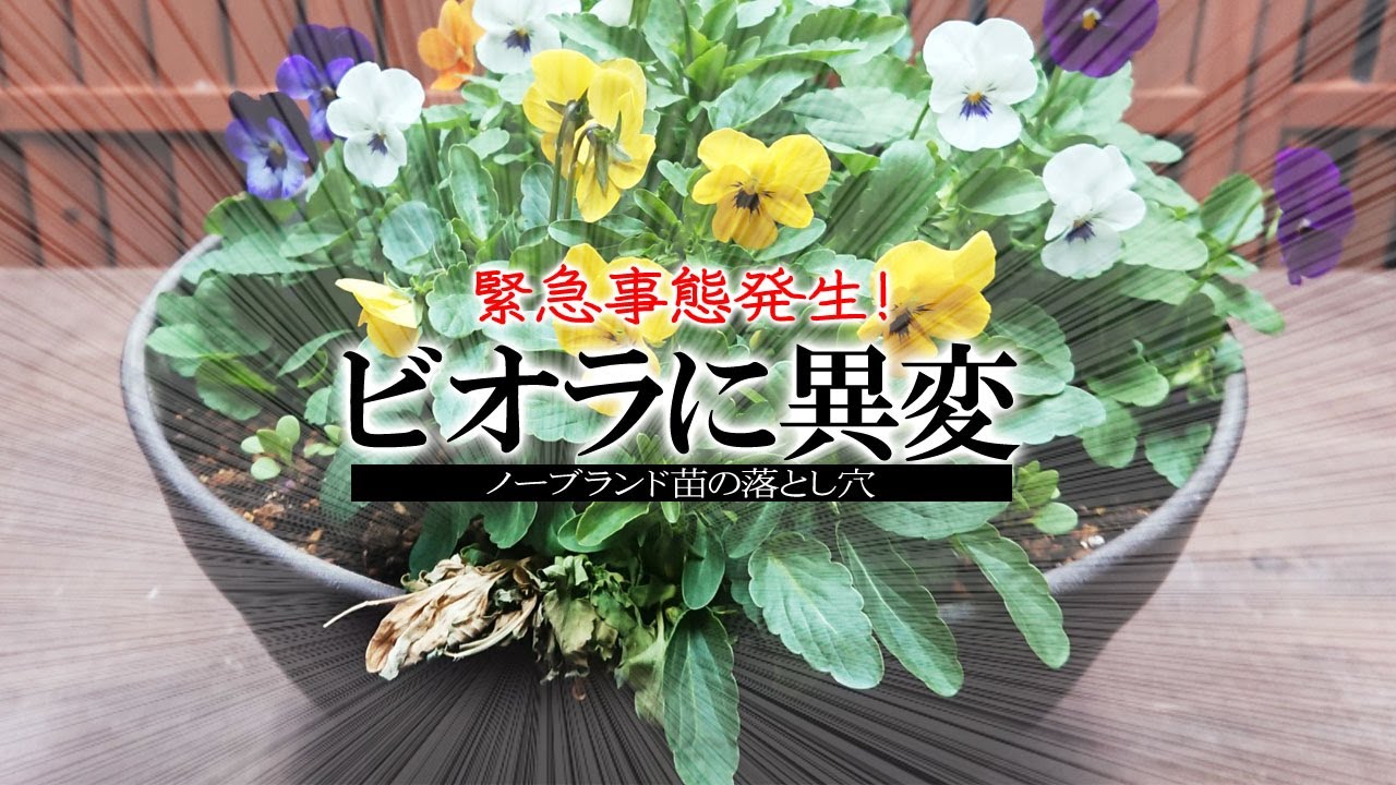 ノーブランド苗の落とし穴 緊急事態発生 寄せ植えしたビオラに異変 Youtube