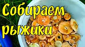 Дмитрич