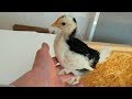 Расклёв цыплят - как быстро вылечить каннибализм цыплят