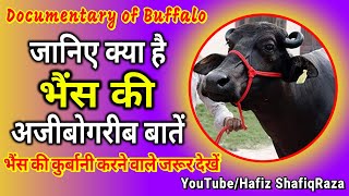 अल्लाह की मख्लुक भैंस की हैरत अंगेज़ मालुमात || Buffalo Documentary in Hindi || Buffalo Knowledge