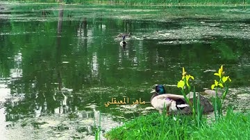 ٤٨ /الذين إذا ذكر الله وجلت قلوبهم /مقطع قران قصير تلاوة خاشعة من روائع الشيخ ماهر المعيقلي