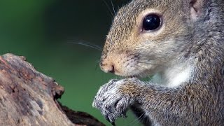 Squirrels Are Remarkable Problem Solvers by Animalist 8,901 views 8 years ago 31 seconds