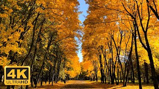 11 Hours Of 4k Enchanting Autumn Nature Scenes  Relaxing Piano  For Stress Relief