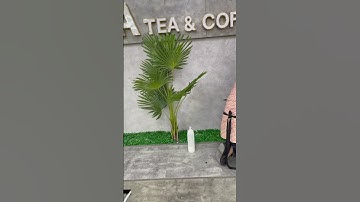 Tiểu cảnh cây giả trang trí quán cafe #caycanh #caygia #caygiatrangtri #quancafe