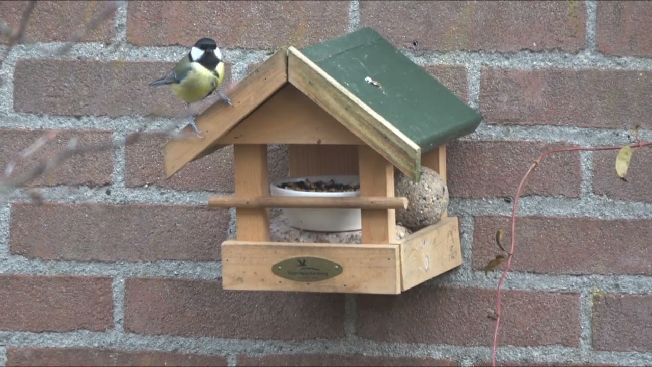 Tuinvogels deel 2:  Mezen (Koolmees en Pimpelmees)