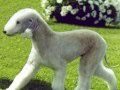 O incomum Bedlington Terrier. の動画、YouTube動画。