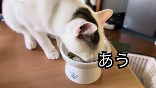 保護した子猫 避妊手術して帰ってきました。#保護猫ミミ #cat #cats #保護猫