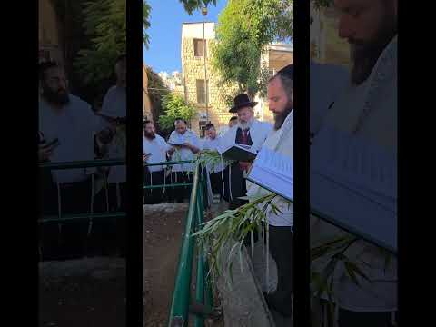 הרב יצחק לוי | רב העיר נשר | כ"א תשרי תשפ"ו | חביטת הערבה