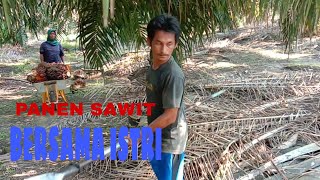 panen sawit tinggi berdua sama istri