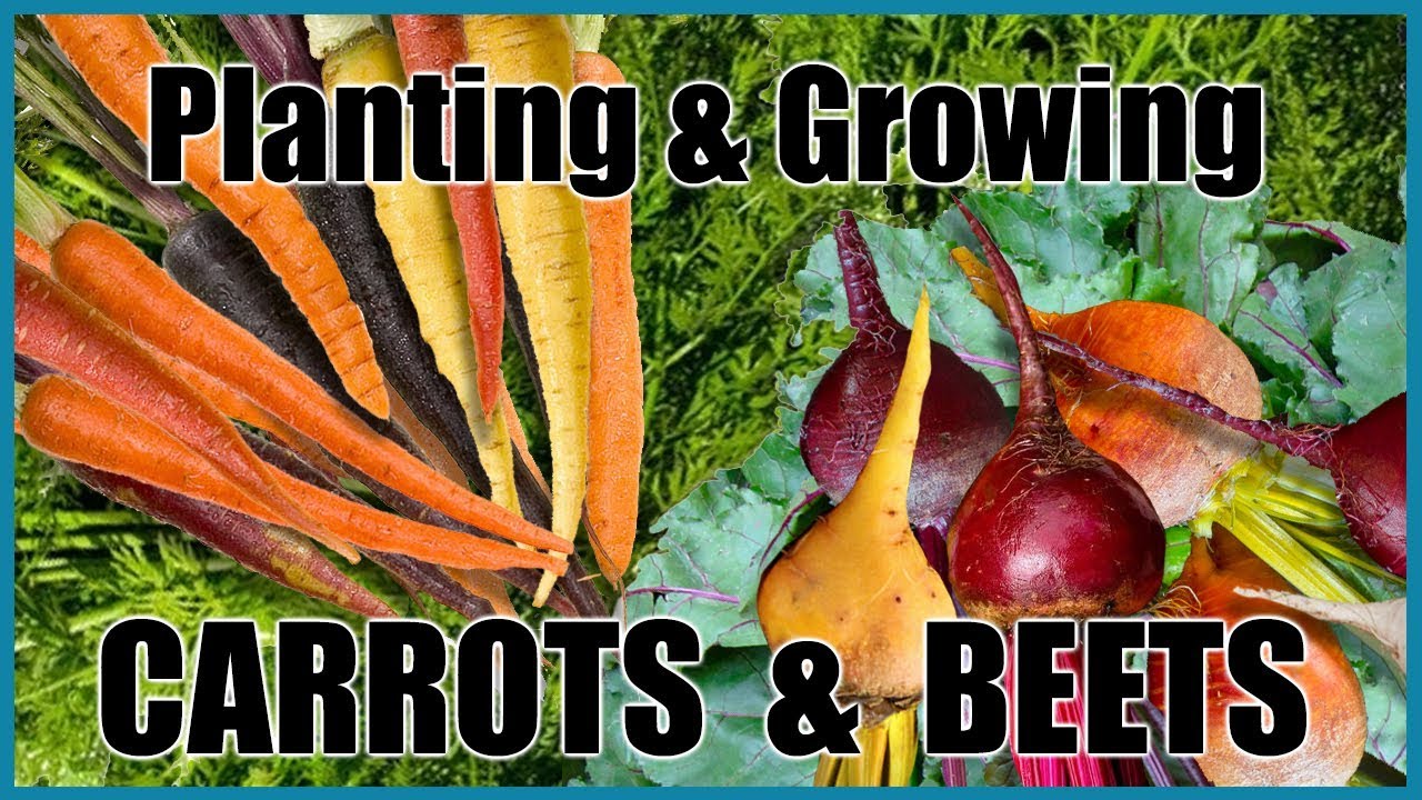 Planting & Growing Carrots and Beets (Cool Season Vegetables)