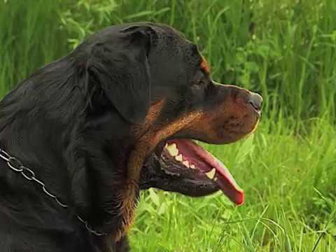 Video: Rottweiler Hondenras Hypoallergeen, Gezondheid En Levensduur
