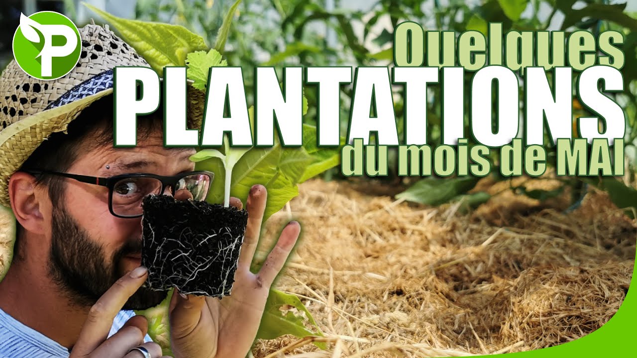 PLANTATION  MAI - Enfin il est temps!