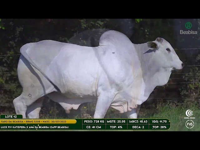 Lote 12   Leilão Genética Top Beabisa