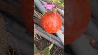 Orange Pumpkin for Halloween