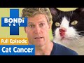 🐱 Poor Cat Has Skin Cancer | FULL EPISODE | S07E09 | Bondi Vet