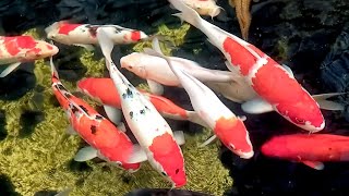 IKAN KOI FISH Jepang in Pond Indonesia WATER Sounds Effect [HD]